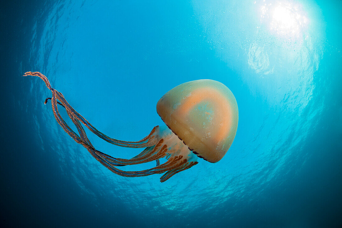  Umbrella jellyfish, Scyphozoa sp., Raja Ampat, West Papua, Indonesia 