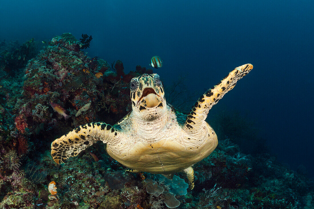 Grüne Meeresschildkröte, Chelonia mydas, Raja Ampat, West Papua, Indonesien