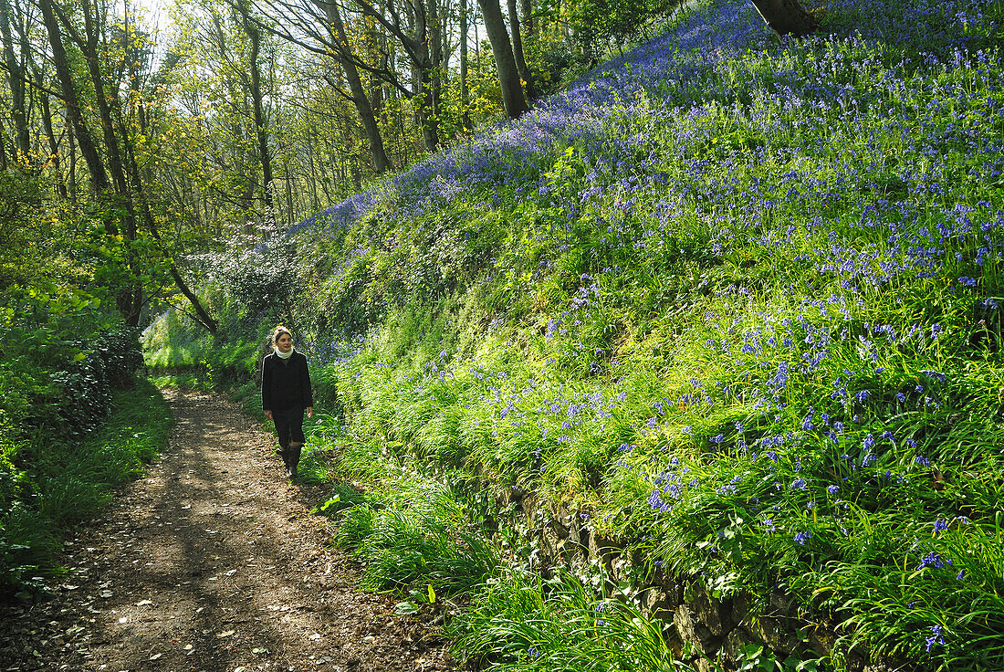 Junge Frau im Wald Bluebell Wood, Fermain Bay, Insel Guernsey, Vogtei Guernsey, britischer Kronbesitz, Ärmelkanal, Atlantik, Europa