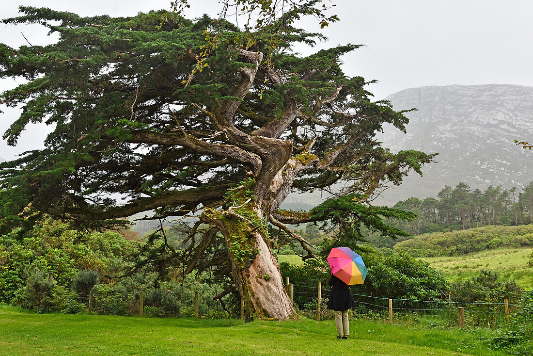 Frau mit bunten Regenschirm neben einer alten Zeder im Garten des Klosters 'Kylemore Abbey', Grafschaft Galway, Connemara, Republik Irland, Nordwesteuropa