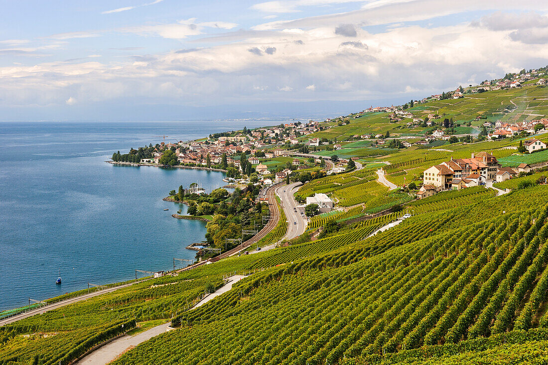 Weinberge des Lavaux rund um Cully am Ufer des Genfersees, rund um Lausanne, Kanton Waadt, Schweiz, Europa