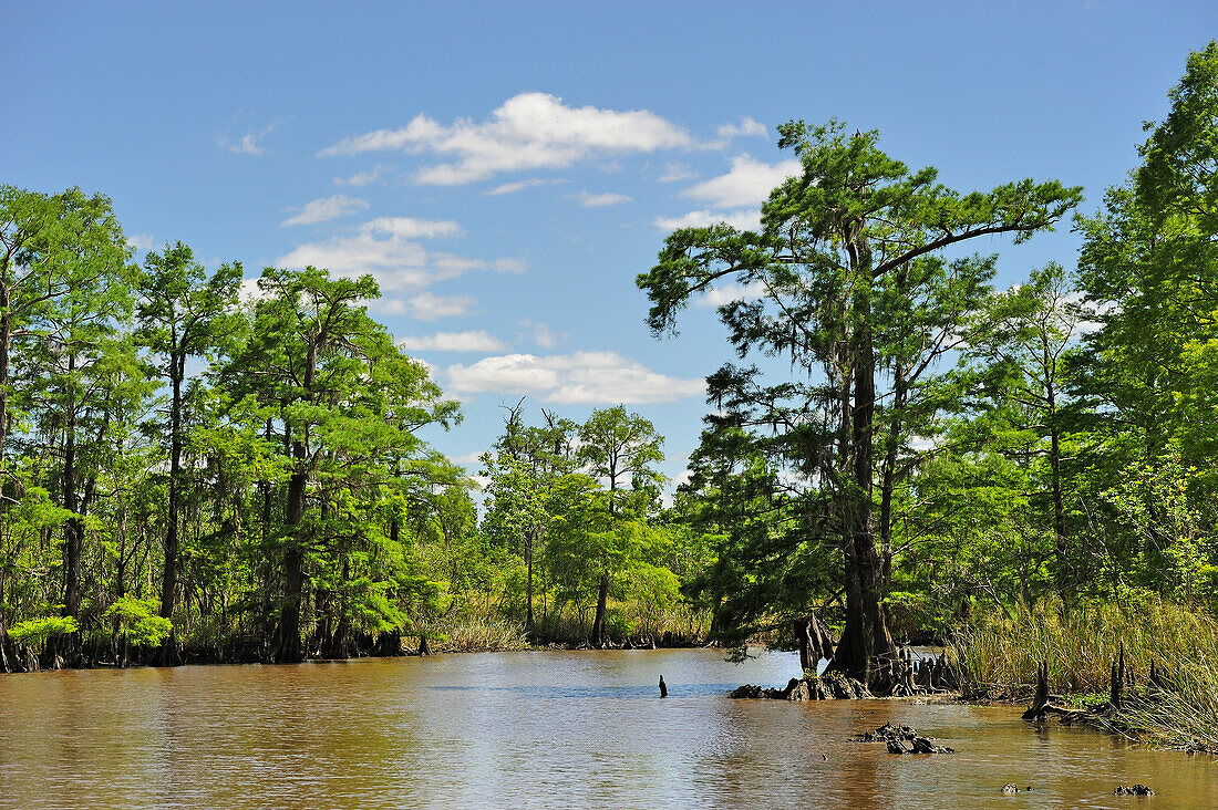 cypress-lined backwater channel of Neches River, Beaumont, Texas, United States of America, North America