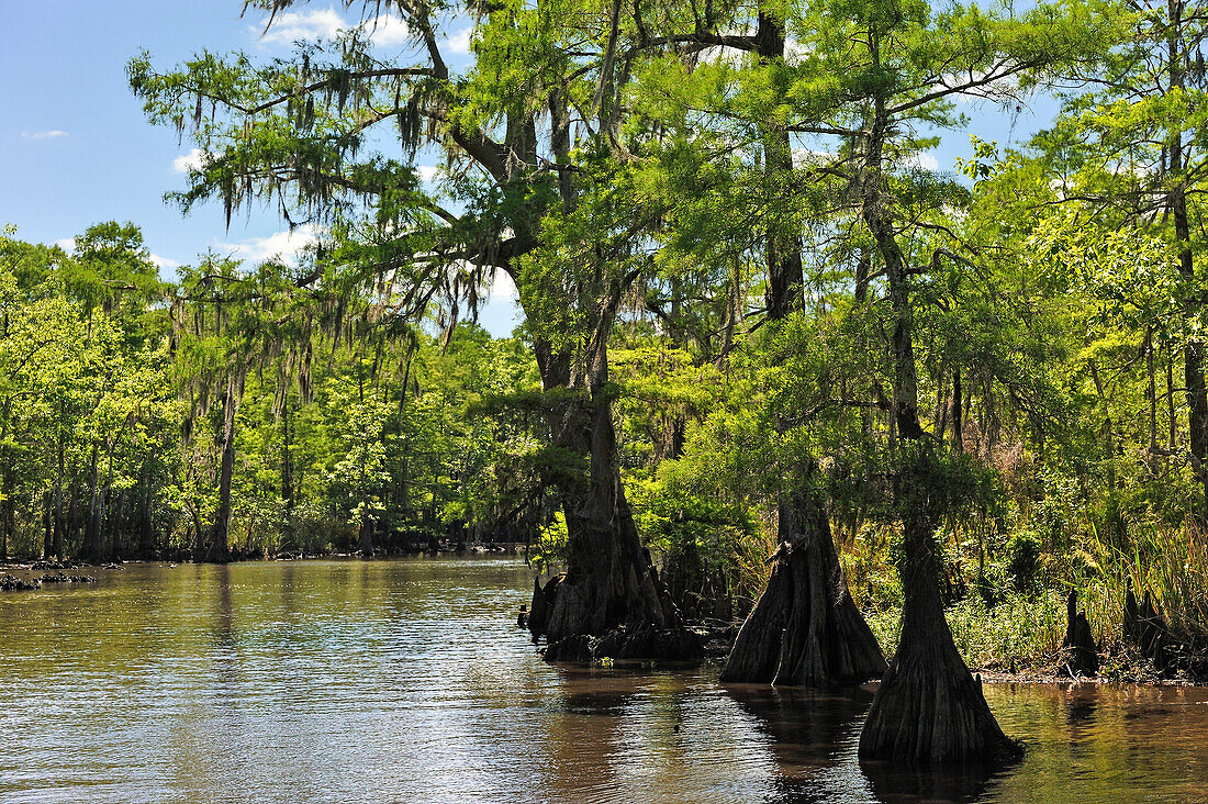 Mit Zypressen gesäumter Backwater-Kanal des Neches River, Beaumont, Texas, Vereinigte Staaten von Amerika, Nordamerika