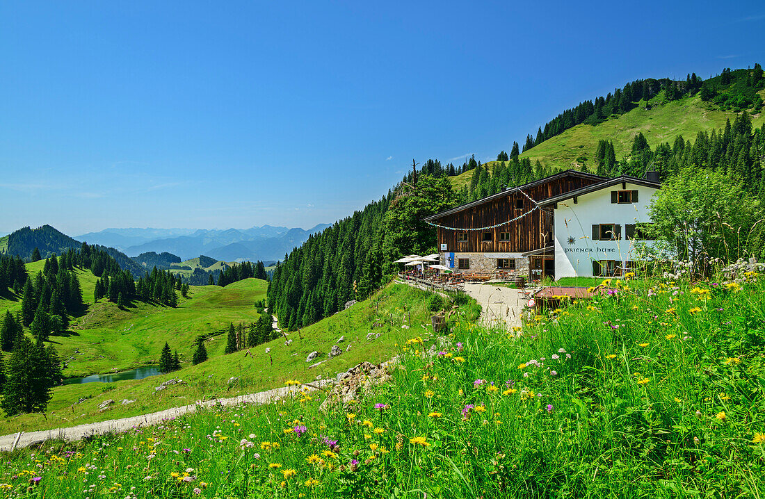 Priener Hütte mit Blumenwiese im Vordergrund, Priener Hütte, Geigelstein, Chiemgauer Alpen, Oberbayern, Bayern, Deutschland