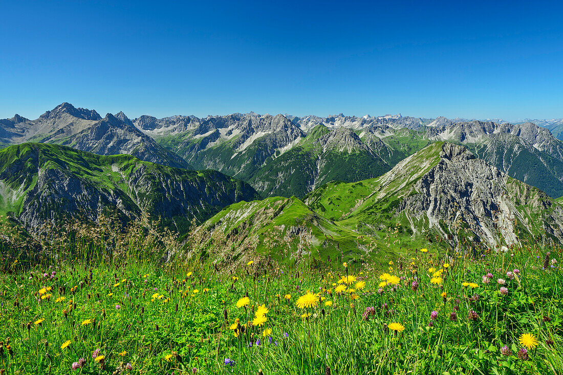  Flower meadow in front of Lechtal Alps and Ortkopf, at the Namloser Wetterspitze, Lechtal Alps, Tyrol, Austria 