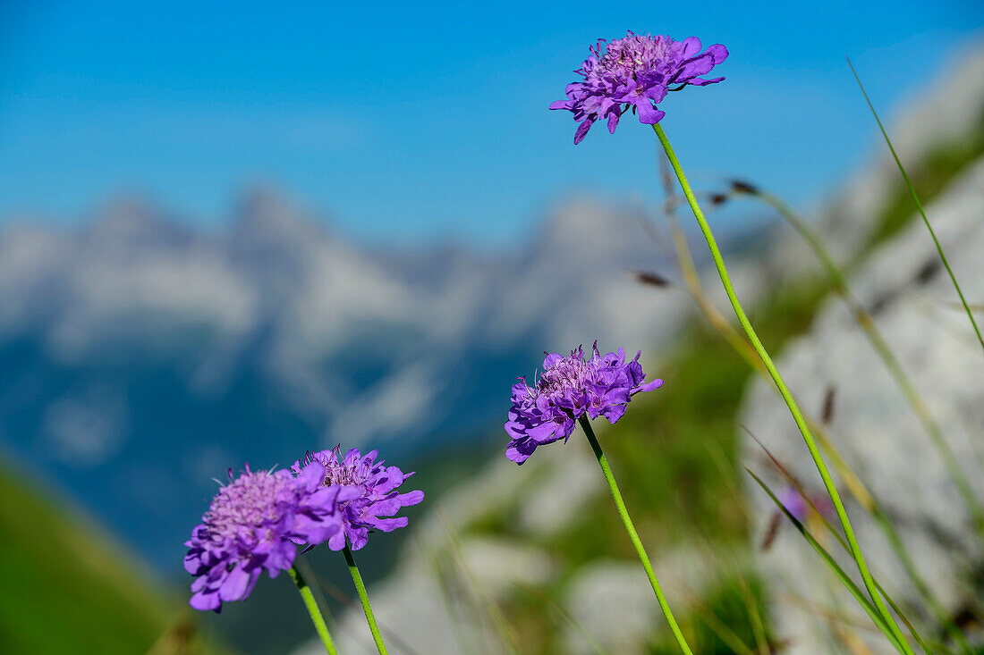  Purple flowering scabious with mountains blurred in the background, Scabiosa lucida, Lechtal Alps, Tyrol, Austria 