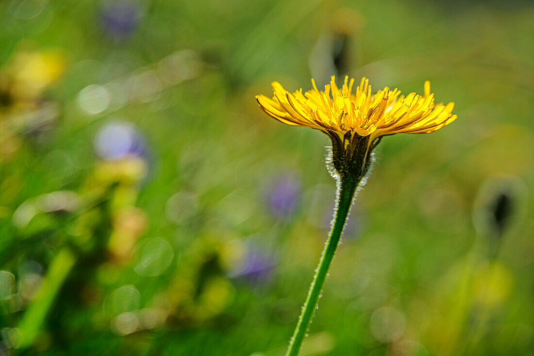  Yellow-flowered Alpine Hawk-moth, Crepis alpestris, Lechtal Alps, Tyrol, Austria 