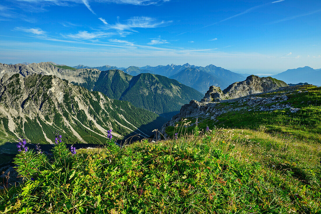  Mountain meadow with flowering monkshood with Lechtal Alps in the background, Reuttener Höhenweg, Lechtal Alps, Tyrol, Austria 