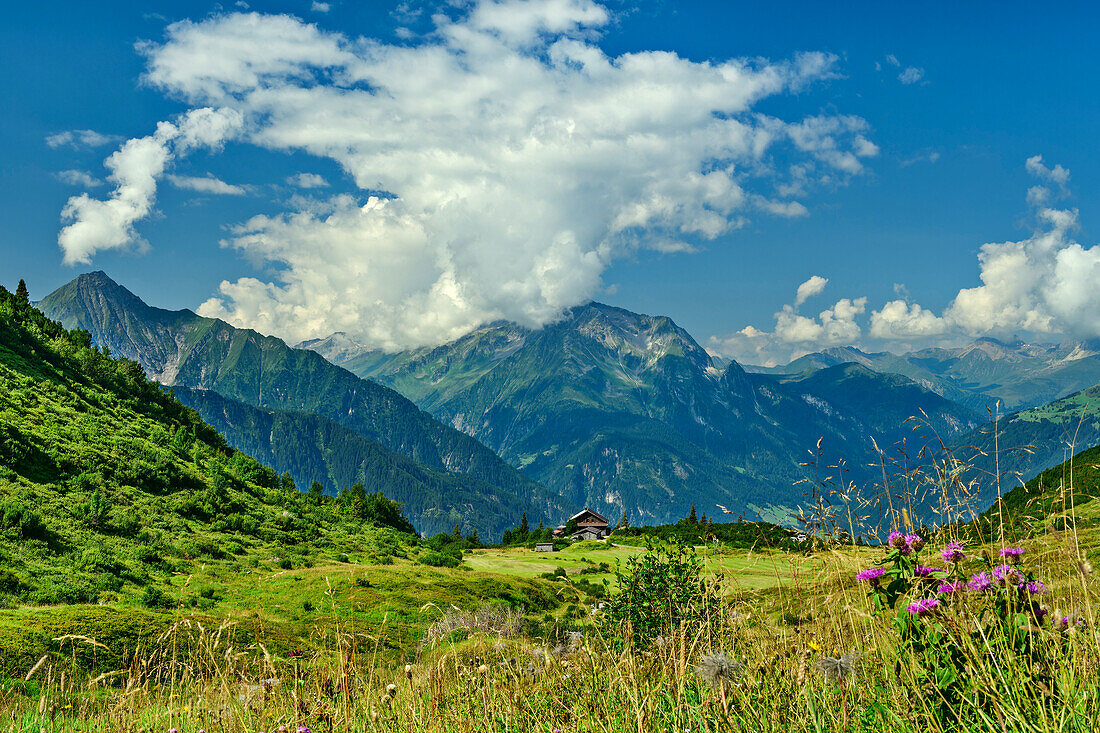  Flower meadow with Kolmhaus and Dristner in the background, Brandenberger Kolm, Zillertal Alps, Tyrol, Austria 