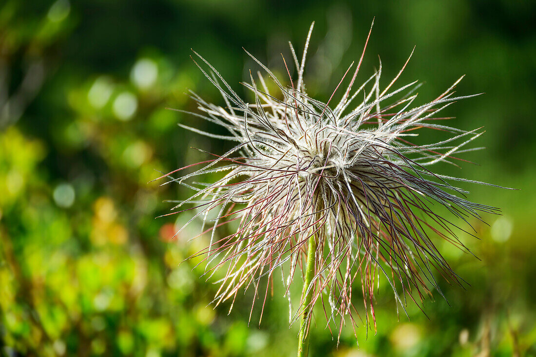  Inflorescence of an Alpine anemone, Pulsatilla alpina, Zillertal Alps, Tyrol, Austria 