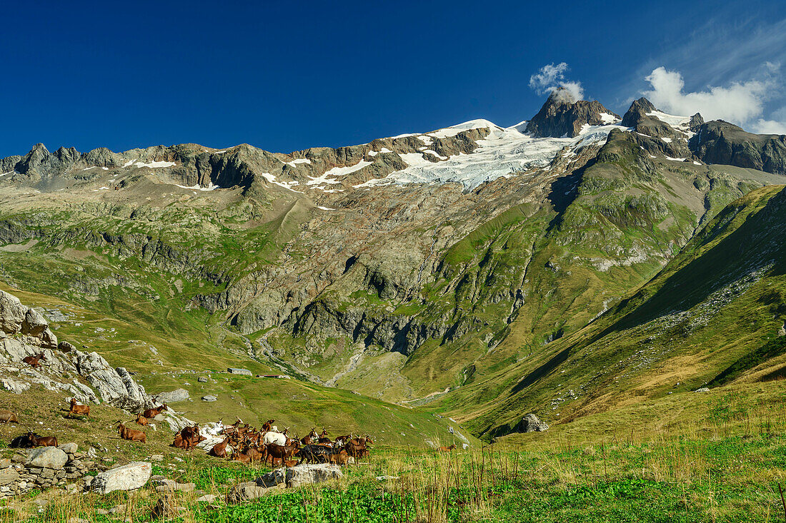 Ziegenherde unter der Aiguille des Glaciers, Val des Glaciers, Tour du Mont Blanc, Mont-Blanc-Gruppe, Grajische Alpen, Haute-Savoie, Hochsavoyen, Frankreich