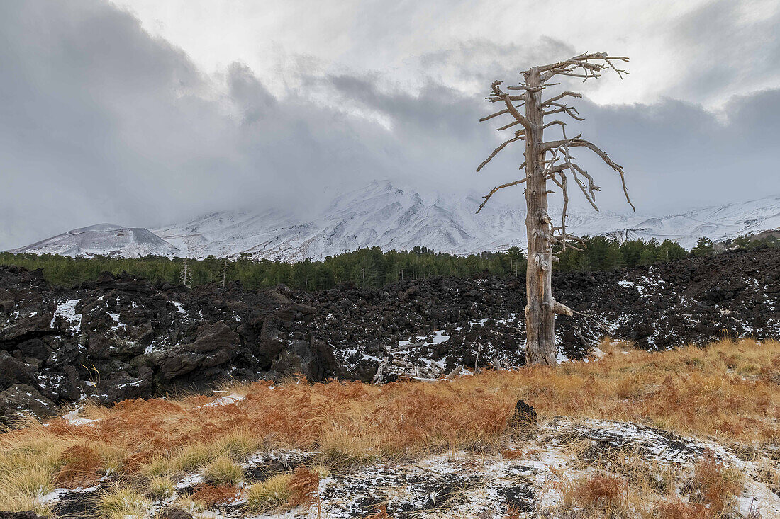  Deadwood tree stands on lava field of Mount Etna with view to snow covered summit, UNESCO World Heritage Volcano, Stratocaster, Etna, Italy, Sicily,\n 