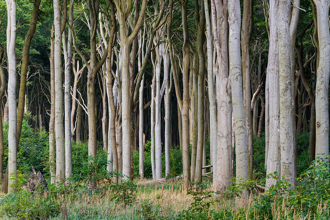  Ghost Forest Nienhagen, Mecklenburg-Vorpommern, Germany 