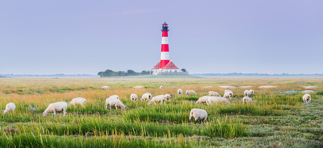  Westerhever lighthouse, sheep, Schleswig-Holstein, Germany 