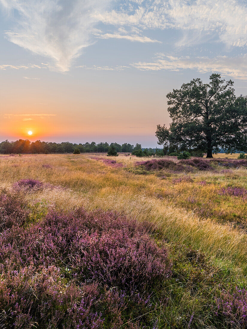  Oak tree in the Lüneburg Heath Nature Park, Linsen, Lower Saxony, Germany 