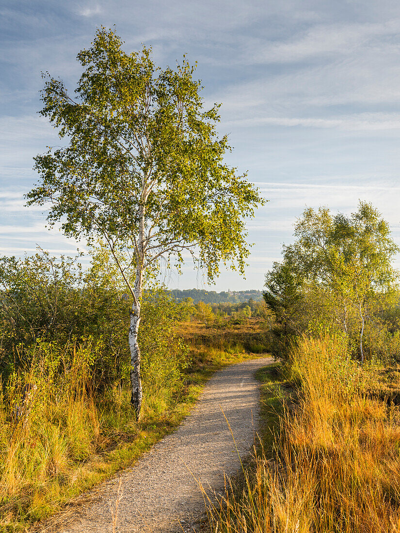  Path in the Kendlmühlfilzen Moor, Grassau, Allgäu, Bavaria, Germany 