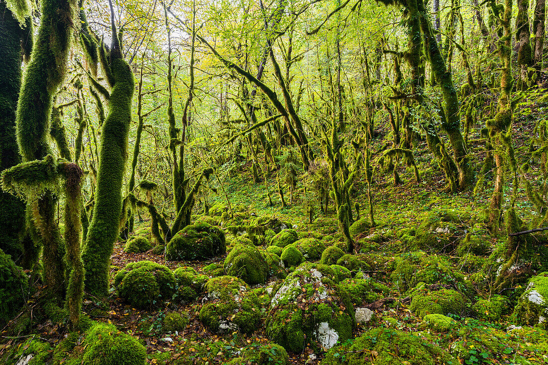  moss-covered forest in the Flumen Valley, Septmoncel Les Molunes, Jura, France 