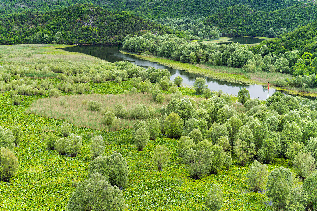  Willows in the marshland by the Rijeka Crnojevića river, Skadarsko Jezero National Park, Montenegro 