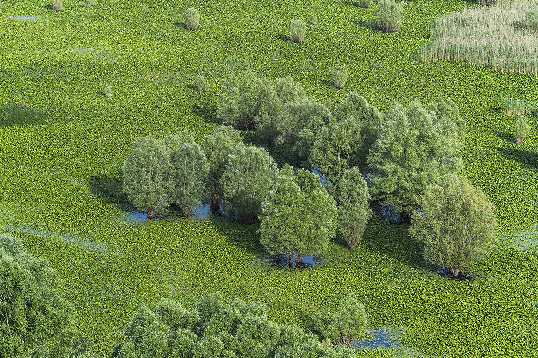  Willows in the marshland by the Rijeka Crnojevića river, Skadarsko Jezero National Park, Montenegro 