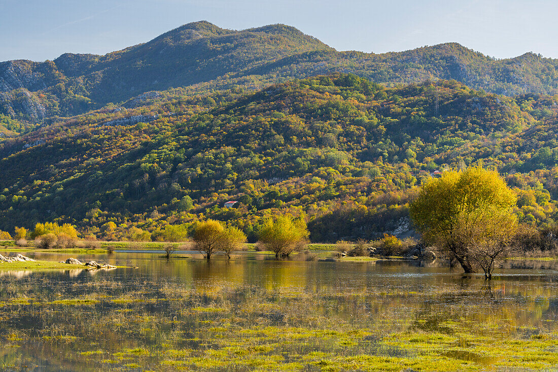  Willows in a pond near Nikšić, Montenegro 