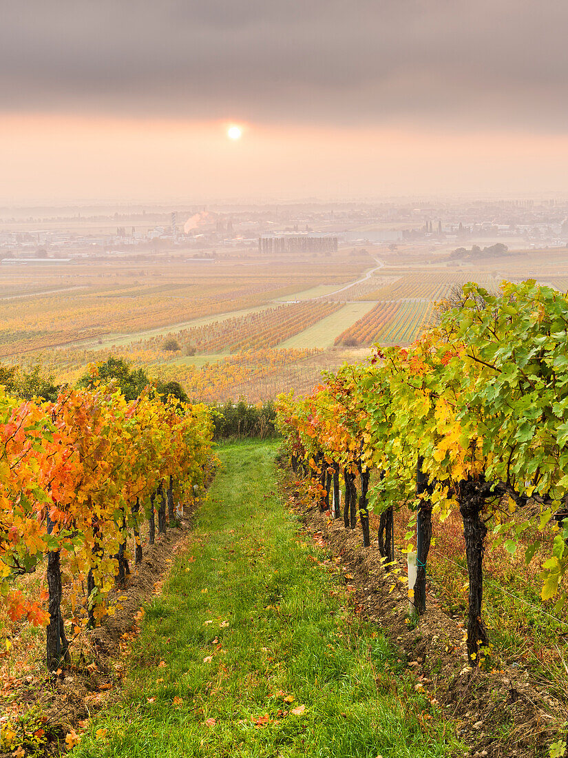  Vineyards near Gumpoldskirchen, Vienna Basin, Lower Austria, Austria 