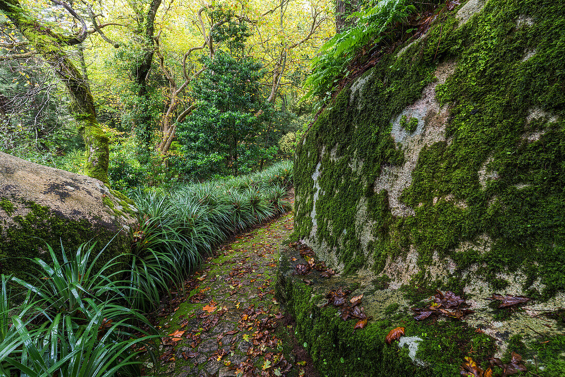  Path in Parque da Pena, Sintra-Cascais Natural Park, Lisbon, Portugal 