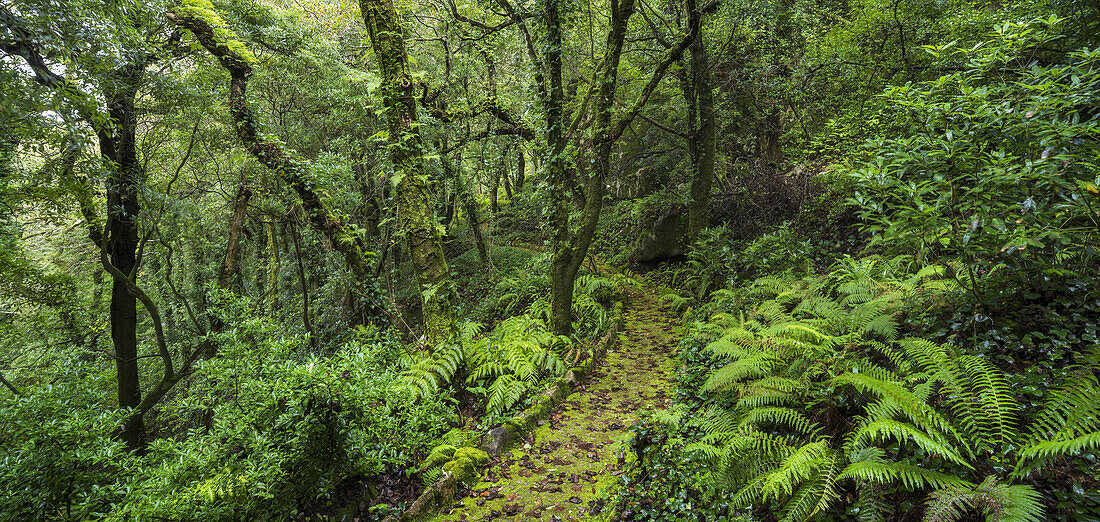  Path in Parque da Pena, Sintra-Cascais Natural Park, Lisbon, Portugal 