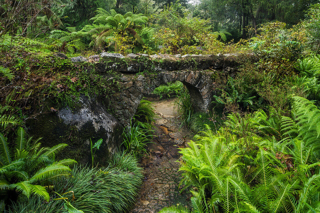  Path in Parque da Pena, Sintra-Cascais Natural Park, Lisbon, Portugal 