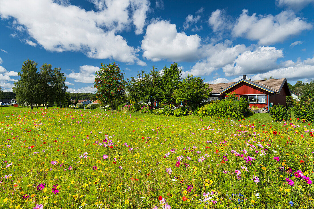  flowering summer meadow in southern Sweden 