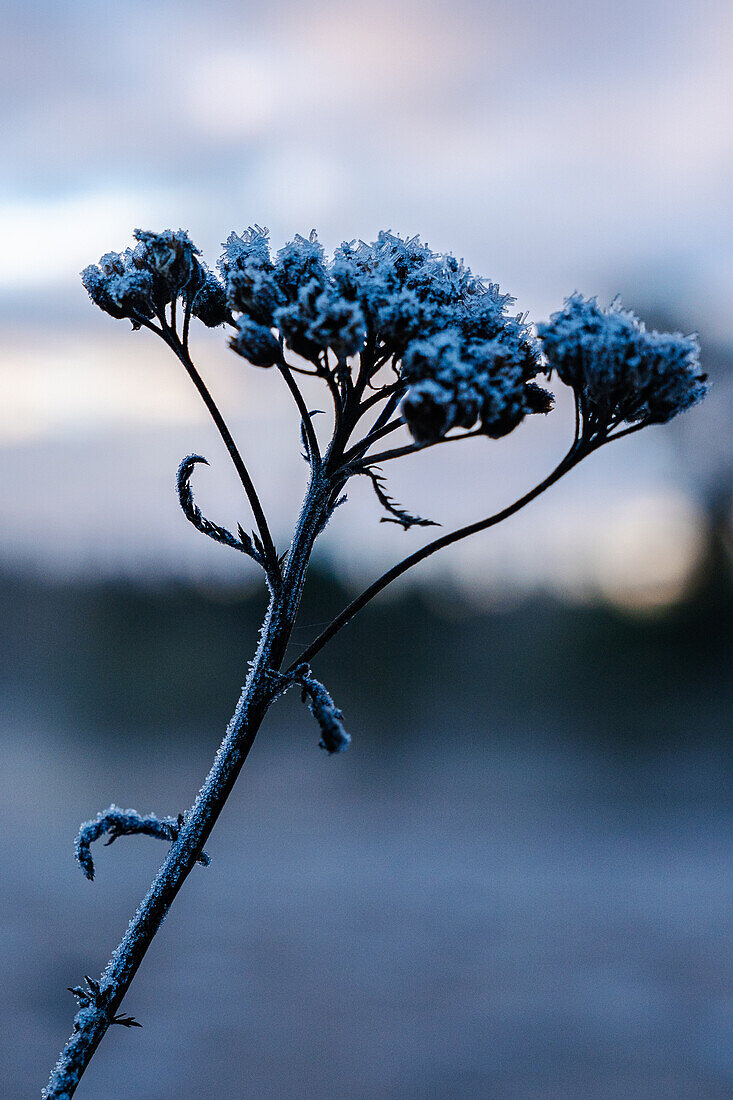  Finland, Oulanka National Park 