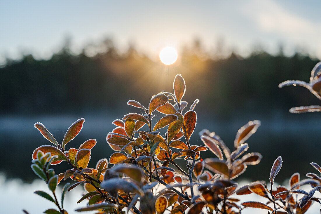 Finnland, Lappland, Inari, Detail Strauch im Herbst am See mit Sonne