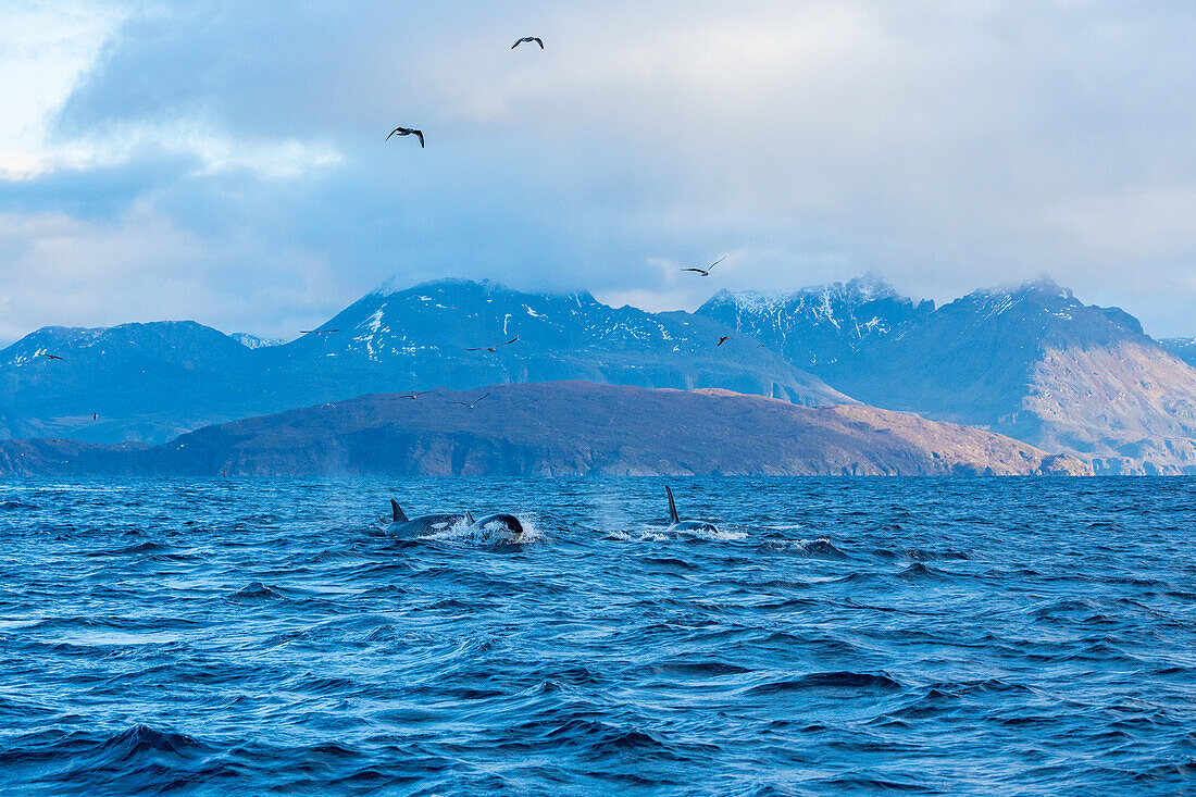  Norway, Skjervøy 