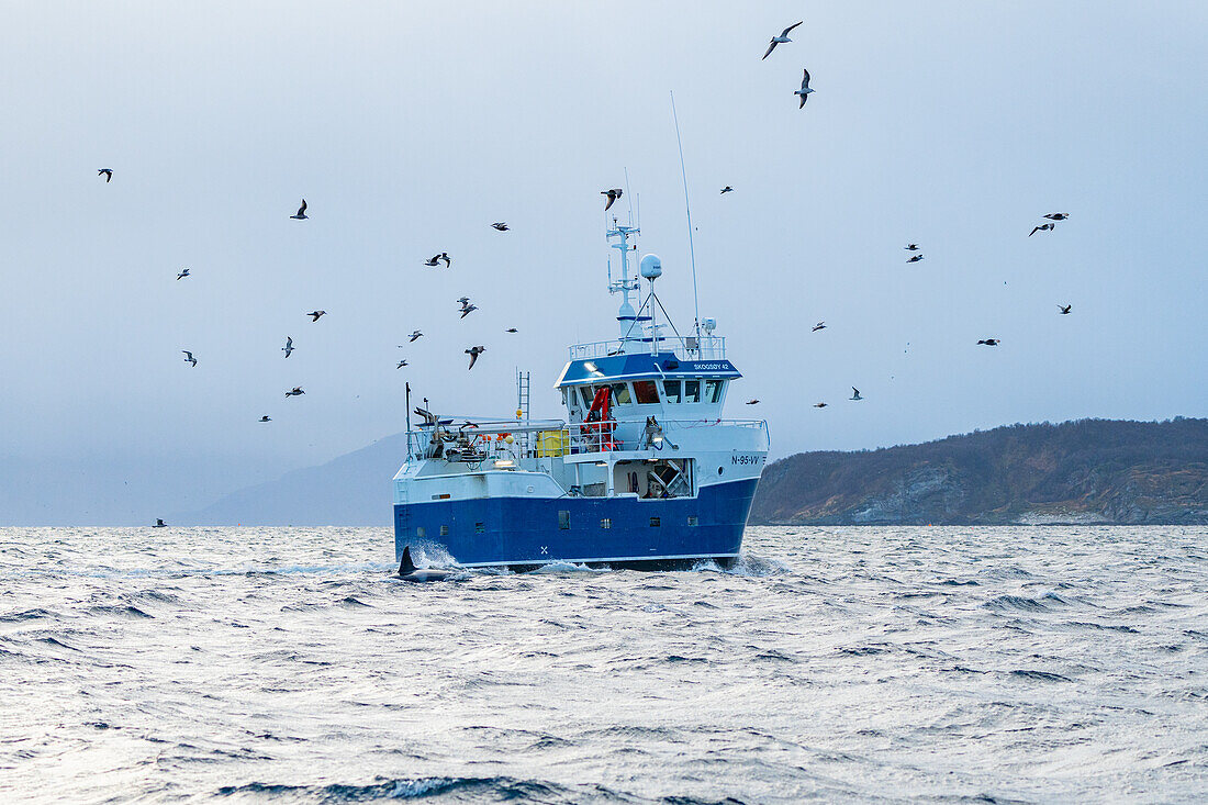 Norwegen, Skjervøy, Fischkutter, raue See