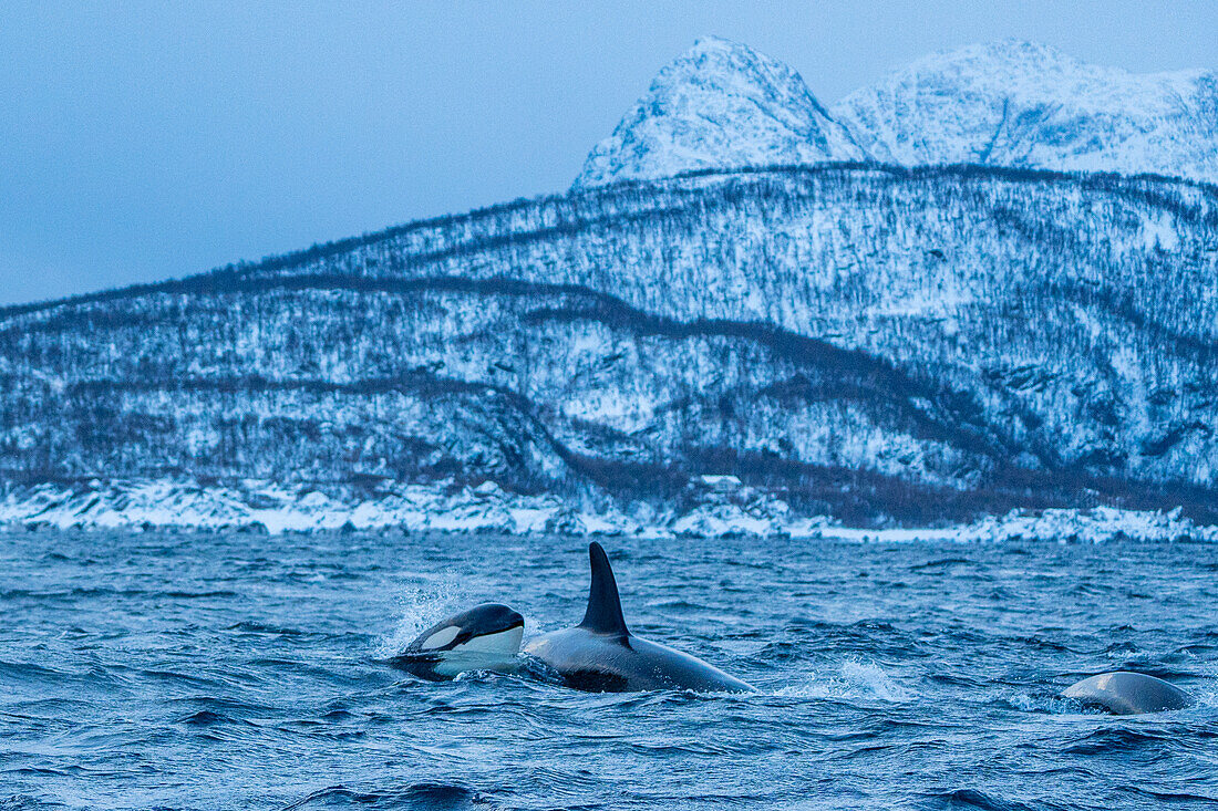 Norwegen, Skjervøy, Wale, Walbeobachtung