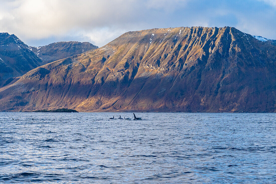 Norwegen, Skjervøy, Wale, Walbeobachtung