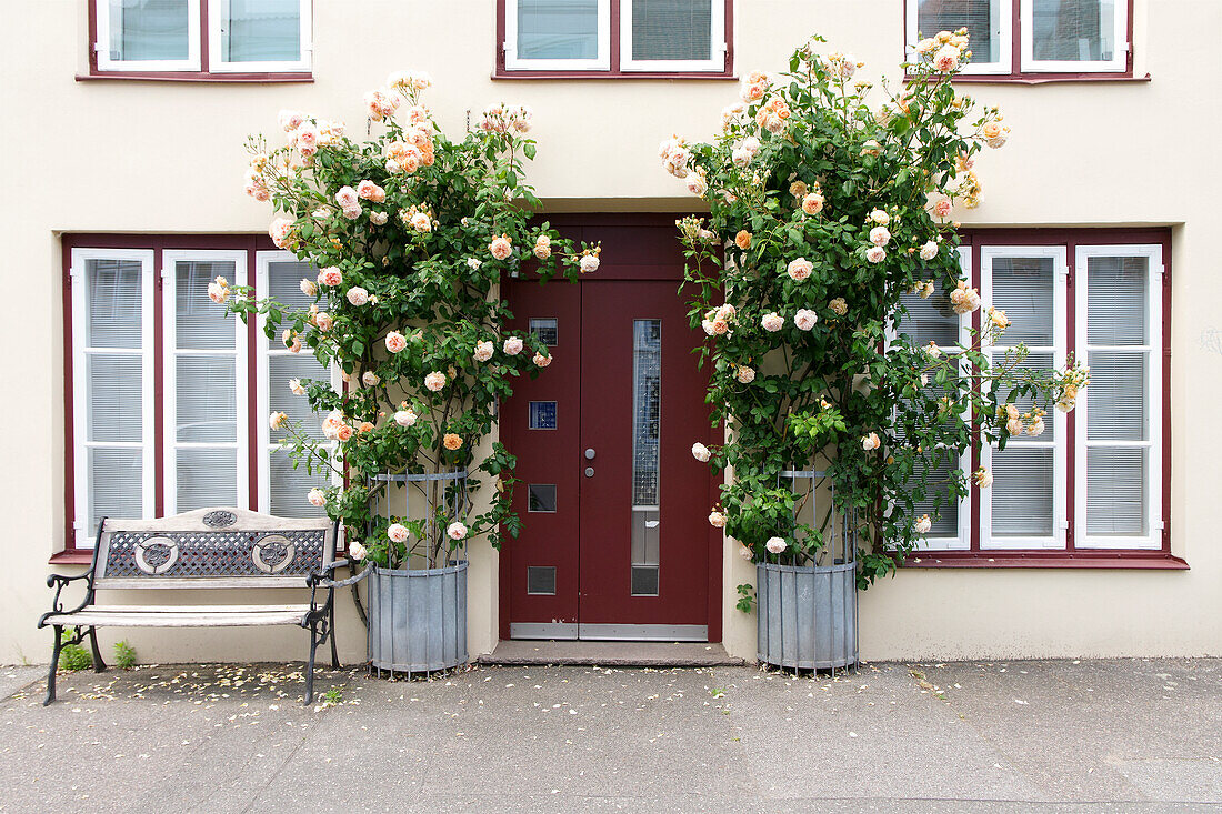  House entrance decorated with climbing roses 