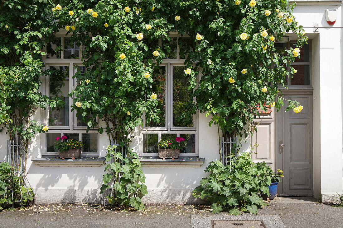  Climbing roses on a historic house facade 