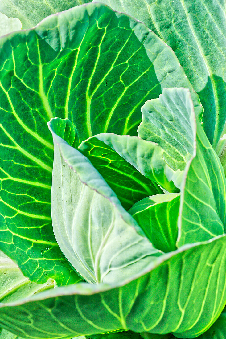  vegetables, cabbage, Radein, South Tyrol, Alto Adige, Italy 