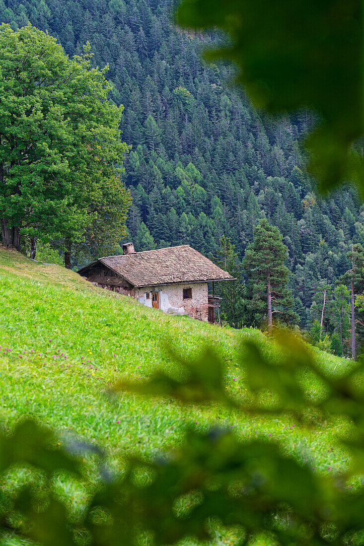  Lonely old farmhouse in Alps, Radein, South Tyrol, Alto Adige, Italy 