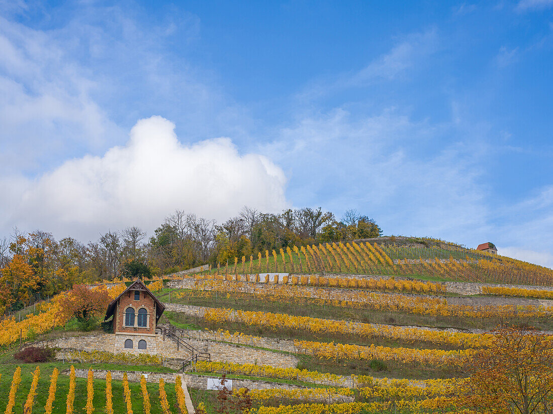  Vineyard in autumn, Freyburg, Saale-Unstrut wine region, Burgenlandkreis, Saxony-Anhalt, Central Germany, Eastern Germany, Germany, Europe 