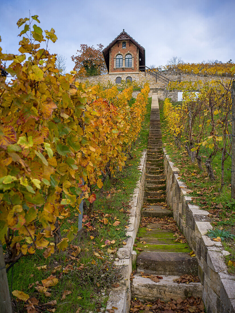  Vineyard in autumn, Freyburg, Saale-Unstrut wine region, Burgenlandkreis, Saxony-Anhalt, Central Germany, Eastern Germany, Germany, Europe 