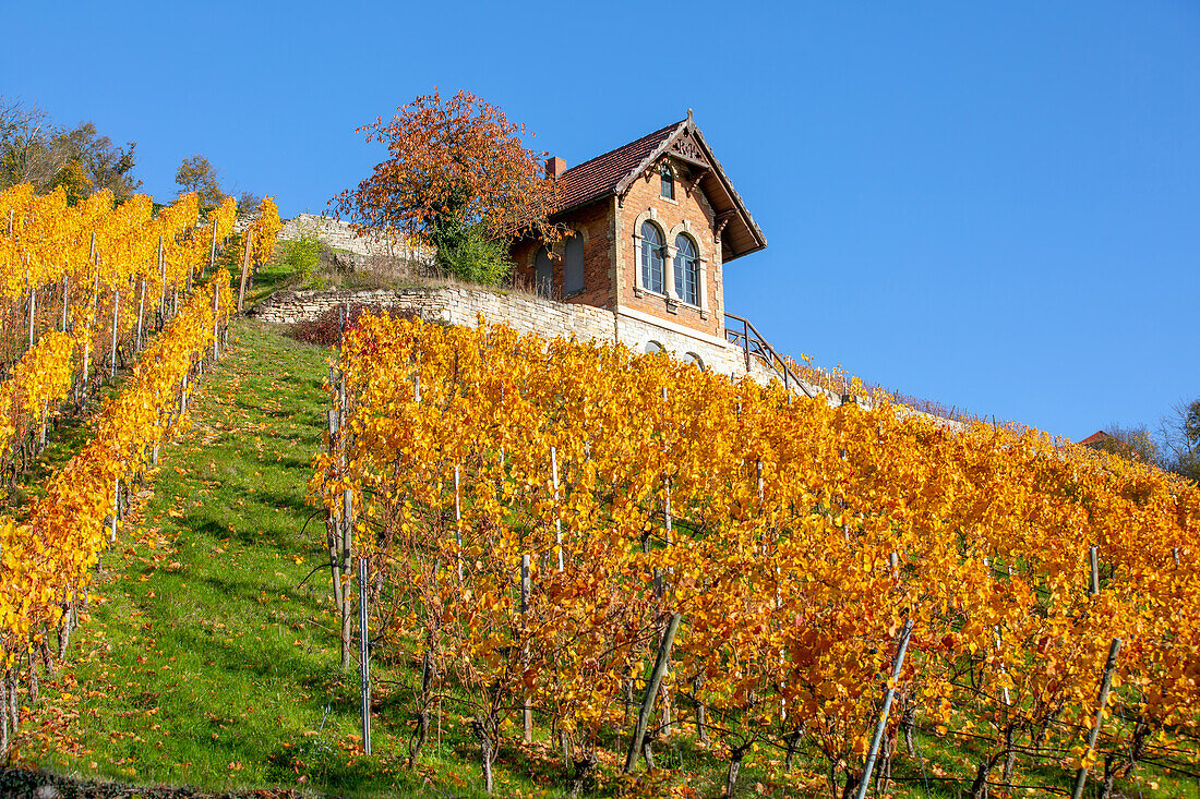 Weinberg im Herbst, Freyburg, Weinregion Saale-Unstrut, Burgenlandkreis, Sachsen-Anhalt, Ostdeutschland, Deutschland, Europa