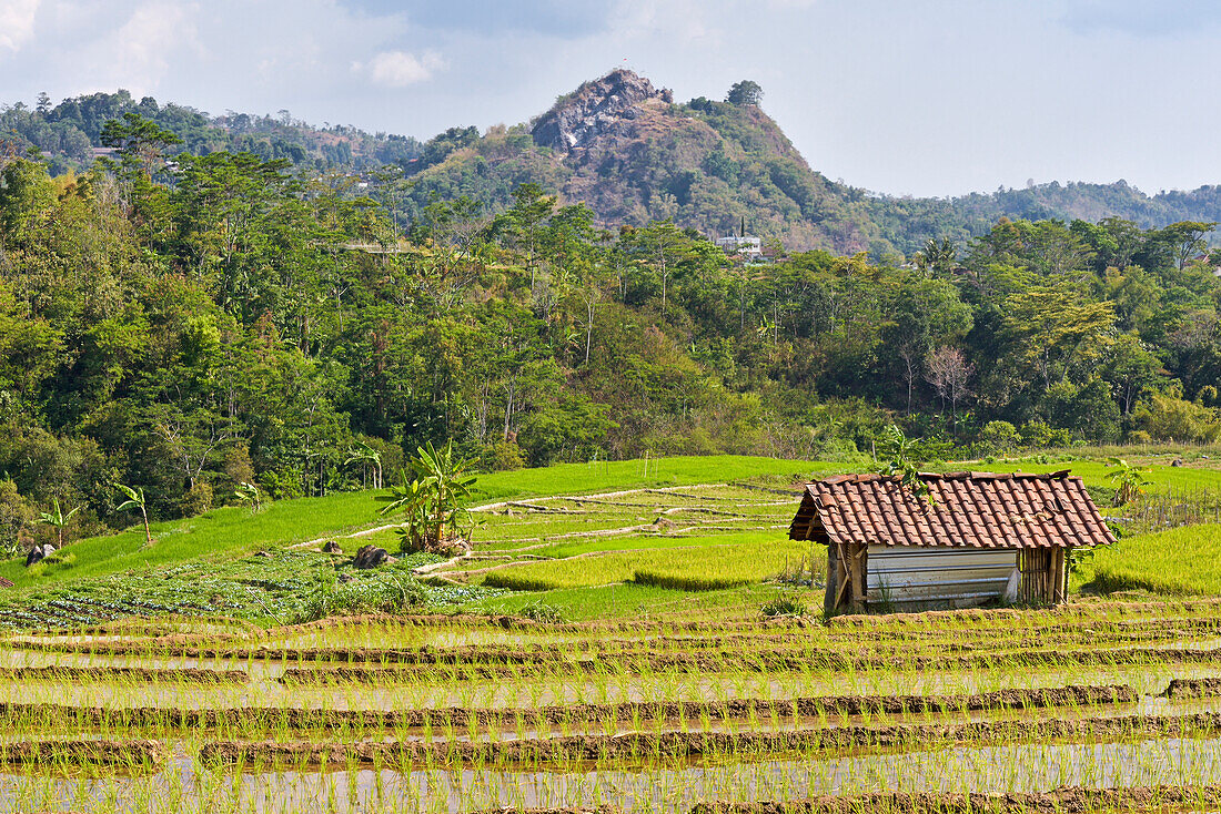  Reisfelder im Gebiet Tawangmangu, Distrikt Karanganyar, in der Nähe von Surakarta (Solo), Insel Java, Indonesien, Südostasien 