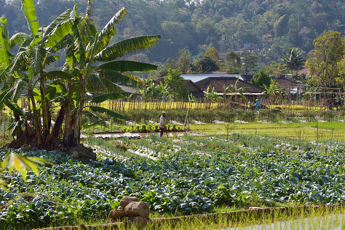 food crops and paddy fields in Tawangmangu area, Karanganyar district, near Surakarta (Solo), Java island, Indonesia, Southeast Asia