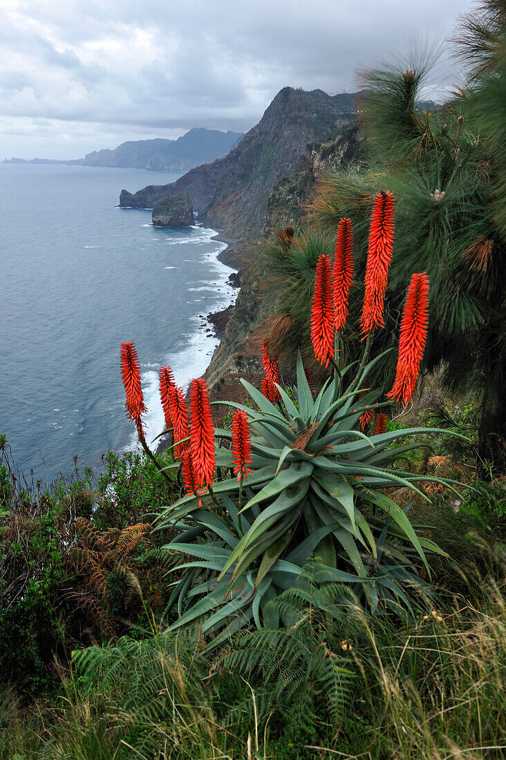 aloe arborescens on the edge of the cliff,Quinta do Furao,Santana,North coast,Madeira island,Atlantic Ocean,Portugal