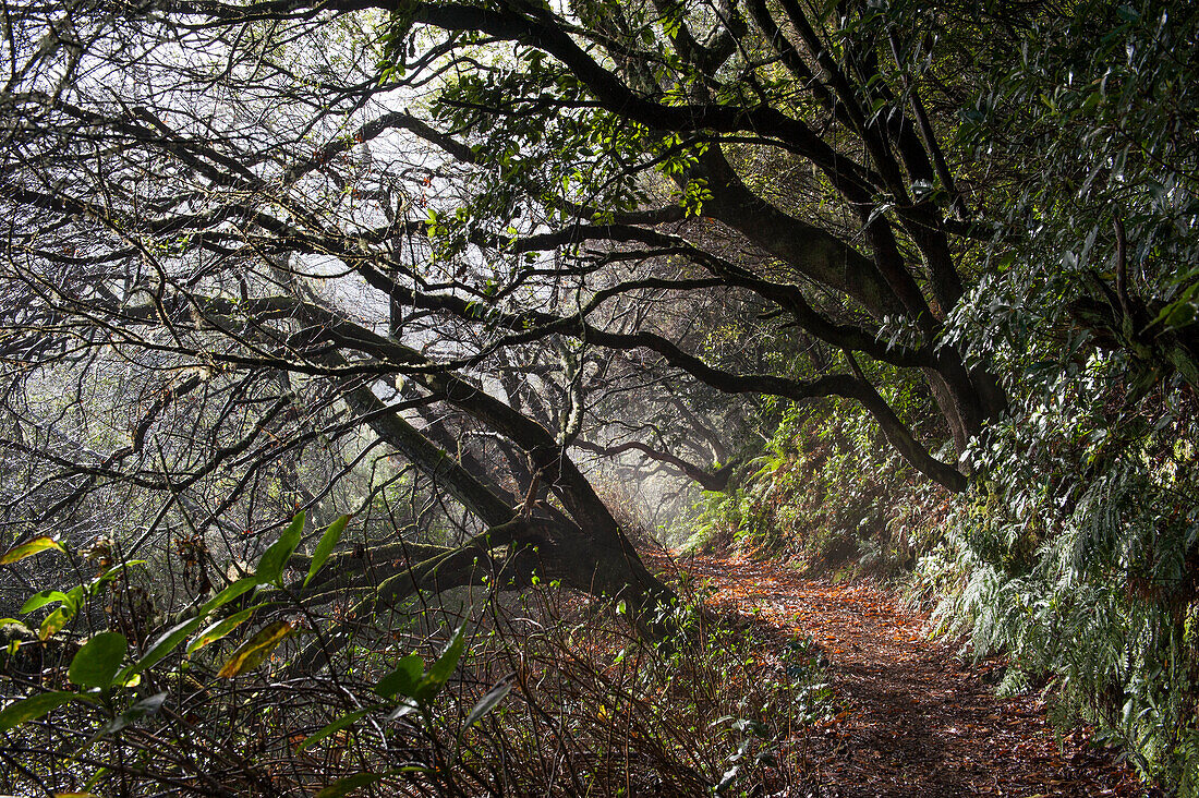 hiker on an ancient path used by villagers to cross the island from North to South, on the heights of Santana,Madeira island,Atlantic Ocean,Portugal