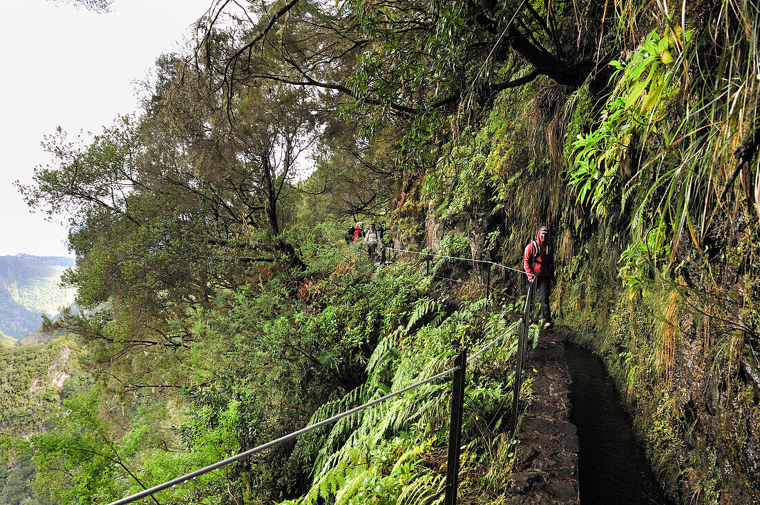 hikers on the path along the levada (aqueduct) of Green Cauldron (Caldeirao Verde),Madeira island,Atlantic Ocean,Portugal