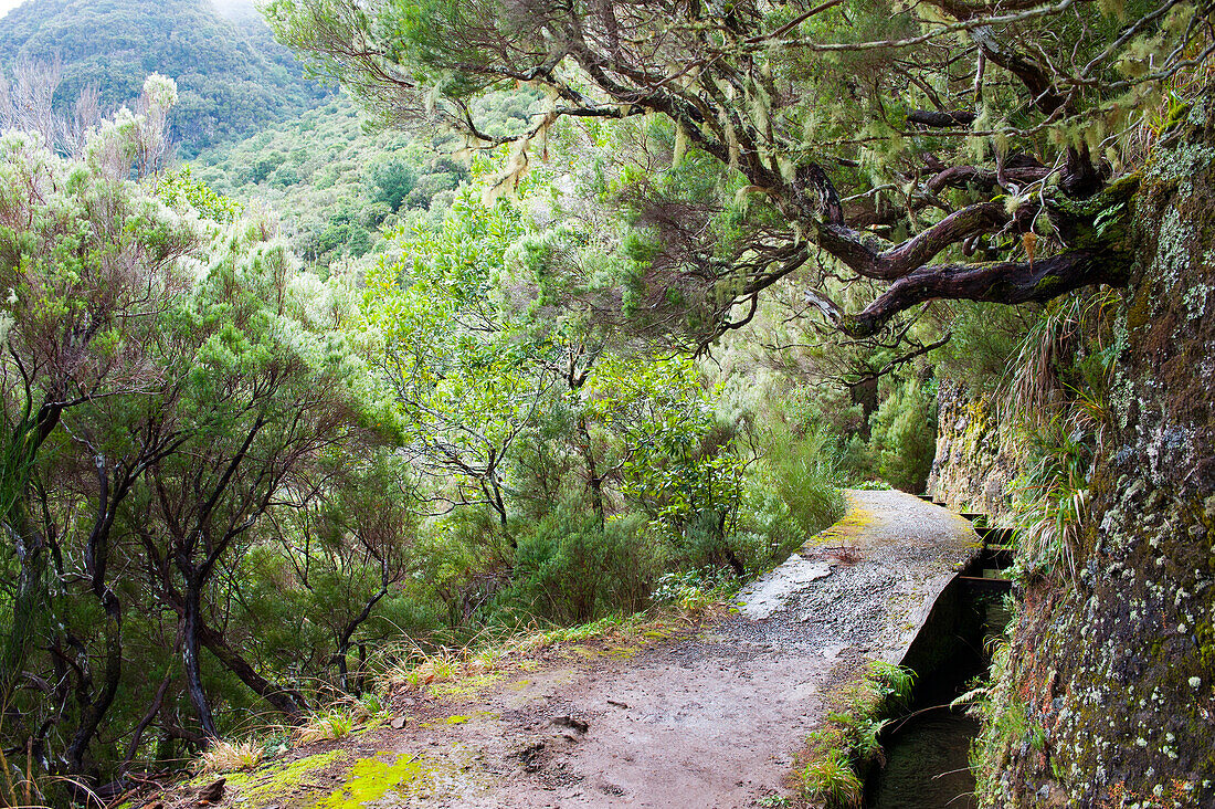 Rabacal Levada, Spaziergang in Richtung Talkessel mit 25 Brunnen, Insel Madeira, Atlantischer Ozean, Portugal