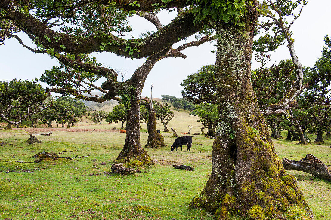 cattle among the pluri-centenarian laurel trees around Fanal,Paul da Serra plareau,Madeira island,Atlantic Ocean,Portugal