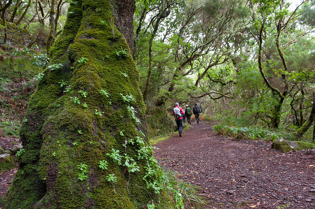 Rabacal levada walk towards the 25 Fountains cirque,Madeira island,Atlantic Ocean,Portugal